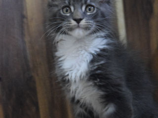 Main Coon fete si băieți foto 5