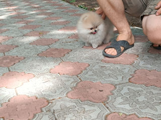 Карликовый(Mini toy) Pomeranian Spitz foto 5