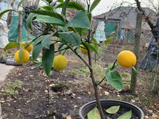 Copăcei de lamii meyer lemon cu roada.  (din poze) foto 2