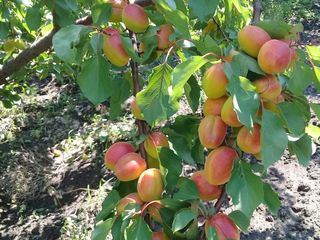 Pomi fructiferii, cais - Big red, Pin-kot  Farboli, Faralia, Sprin blush, Chiot foto 4