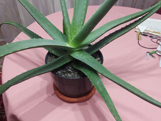 Aloe vera