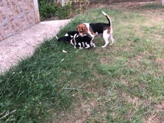 Căței Beagle foto 5