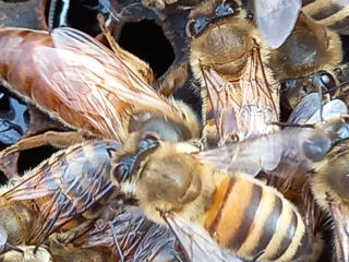 Продам  пчёл. foto 3