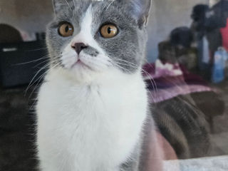 Pisică British Shorthair