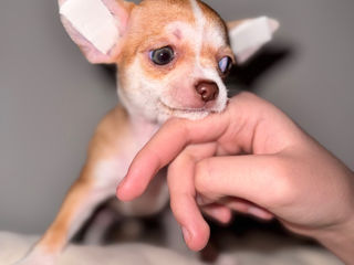 Чихуахуа . Chihuahua foto 7