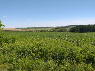 6 hectare de teren agricol.