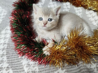 Pisici scottish fold si straight foto 3