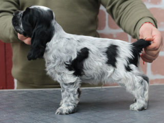 Английский кокер спаниель- cocker spaniel foto 5