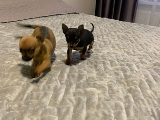 Vindem toy terrier cu 100€ foto 5