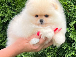 Mini spitz pomeranian foto 7