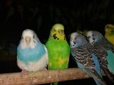 волнистые попугаи 250лей пара foto 7