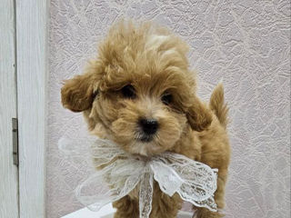 Malitipoo F1 / Мальтипу ф1 foto 9