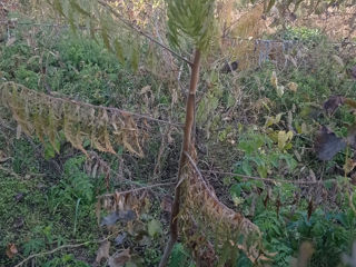 Puieţi de sumac şi visina foto 4