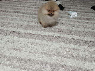 Spitz pomeranian(mini toy) foto 5