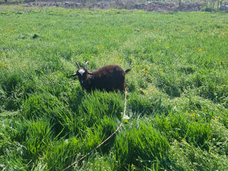 Vind Capre foto 8