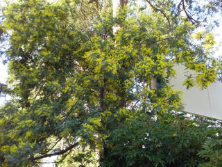 Mimoza foto 2