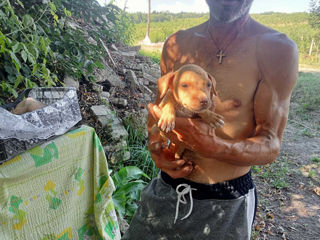 Pit bull boxer cauta stapini 2 luni foto 3