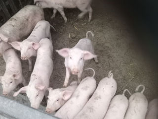 Продам свиней маленьких и больших