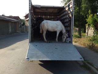 Transportarea bunurilor dumneavoastră rapid și in siguranță foto 3