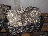 Продам мешки грибов вешенки , белые , готовы к плодонашению. foto 5
