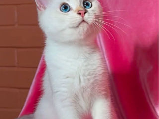 Возраст 4,5 мес. British shorthair golden shaded point .