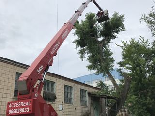 Îndepărtarea și tăierea arborilor periculoși. Ieftin !!! Дёшево foto 3