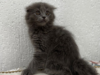 VIP Highland fold  Scottish fold вислоухие котята foto 5