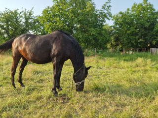 Iapă de vânzare – harnică și experimentată în lucrări agricole, preț - 10500lei foto 0