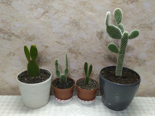 Cactus.Livrare. / Кактус. Доставка. foto 2