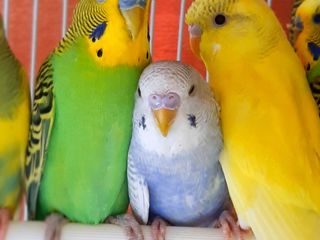 Волнистые попугаи для обучения разговору foto 4