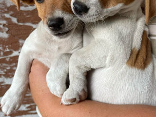 Cățelușe Jack Russel Terrier