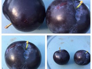 Pomi fructiferi - prun Stanley , Top - Hit ,  Agelino, Ciornîi Prinț , Piteșteanu , Blue Free foto 7