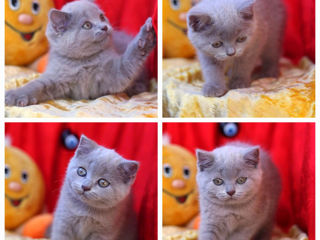 Motan scottish fold,invita la monta!Клубный кот,с регалиями - приглашает на вязку! foto 8