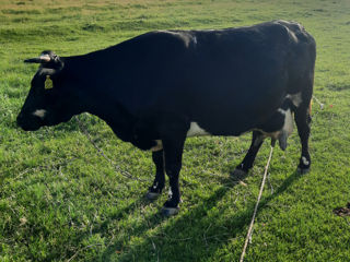 Vaca mulgatoare