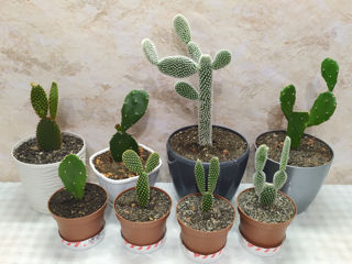 Cactus.Livrare. / Кактус. Доставка. foto 2