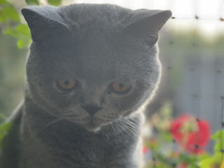 Шикарный британский кот . Приглашает на вязку foto 8
