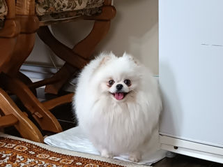 Подари себе счастье!Mini toi Spitz's Pomeranian