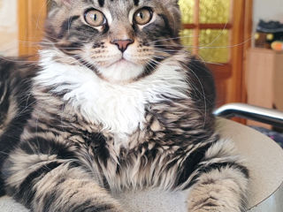 Котята породы Maine Coon! На сообщения не отвечаю! foto 2
