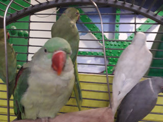 Ожереловый попугаи серый, зеленый, белый (papagal inelar ) foto 5