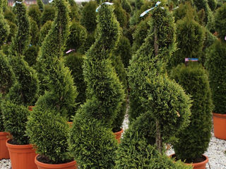 Лейландия купрессоципарис Лейланда кипарисовик cupressocyparis leylandii pon pon thuja foto 10