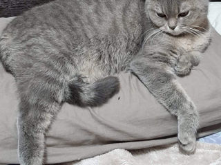 Scottish fold foto 10