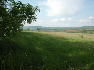 Vand 37 ha, teren agricol in raionul Ungheni... foto 3