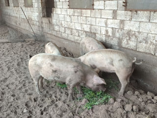 Vindem porci crescuți cu mâncare naturală!!! foto 4