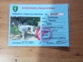 Пропала собака в районе Костешты-Яловены-Малые Милешты