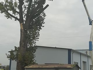 Curățarea copacilor de crengi uscate, sau taierea copacilor. фото 3