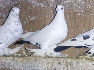 Porumbei vind/schimb foto 10