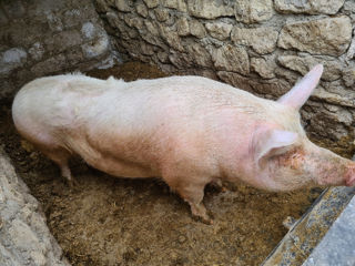 Porci de casă, rasă de carne foto 2