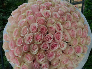 101 trandafiri de la 899 mdl 101 роз доставка цветов livrare flori flowers delivery foto 8