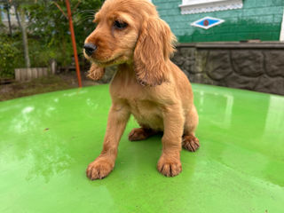 Cocker spaniel