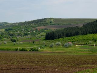 Sector linga padure,traseul Chisinau-Orhei. foto 2